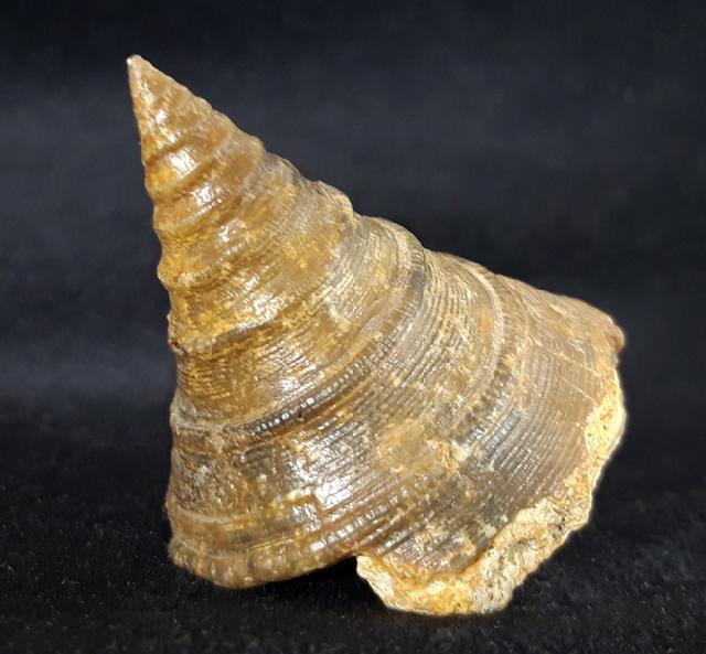 Pyrgotrochus elongatus (SOWERBY 1818) - Bild © FossNet FossilienStore